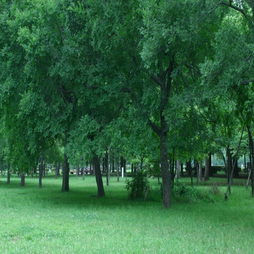 公園
